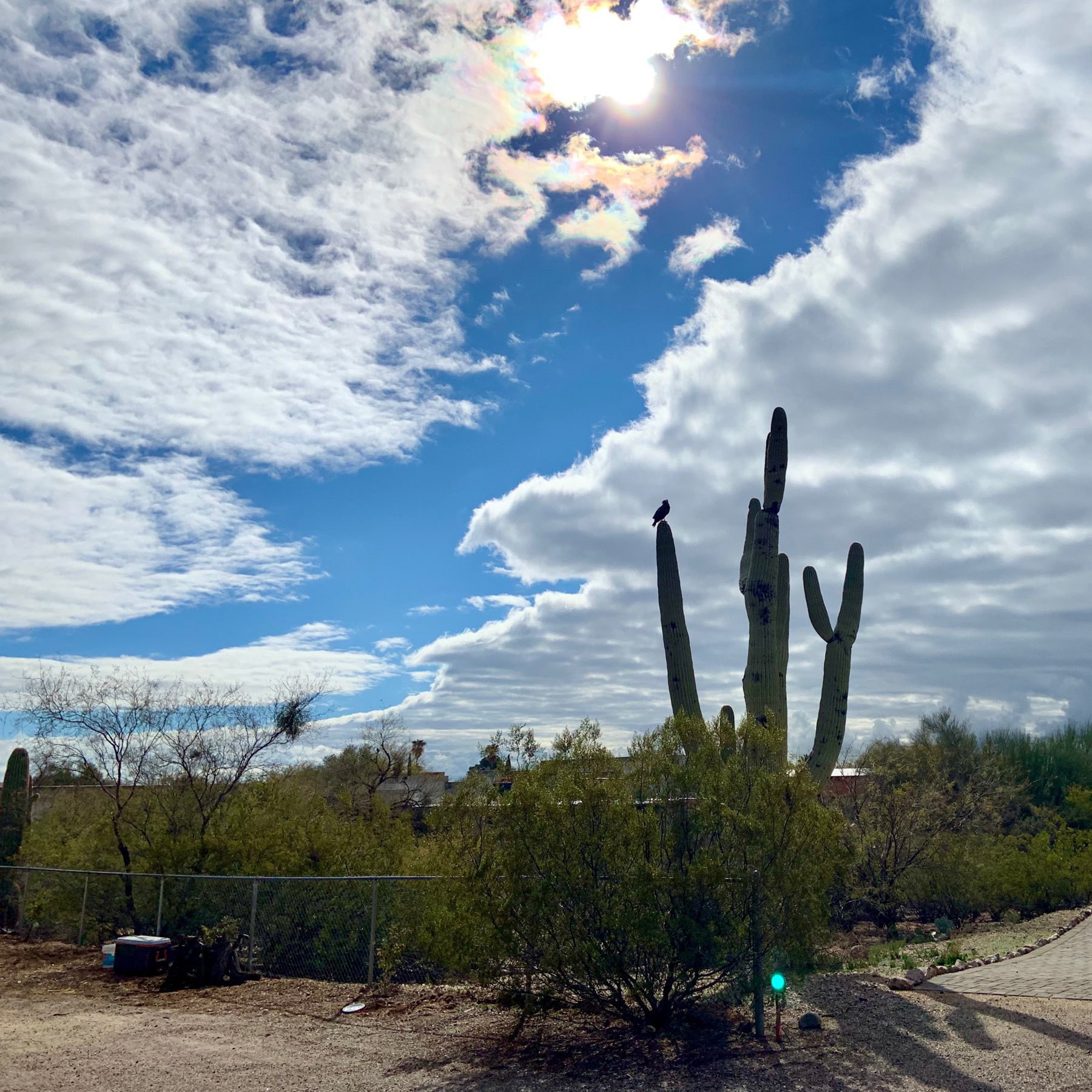 desert scene with bird, cactus, cliud, and sun