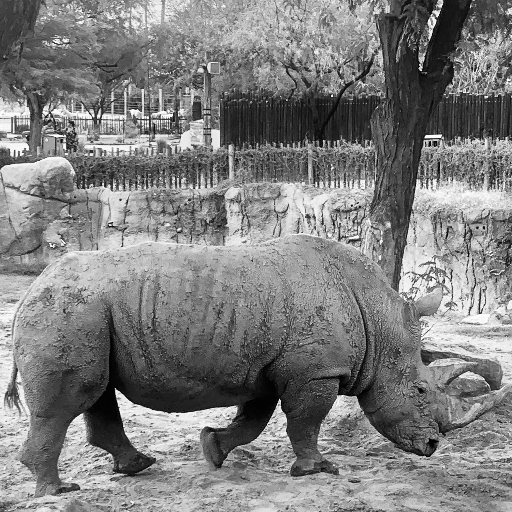 A rhinoceros